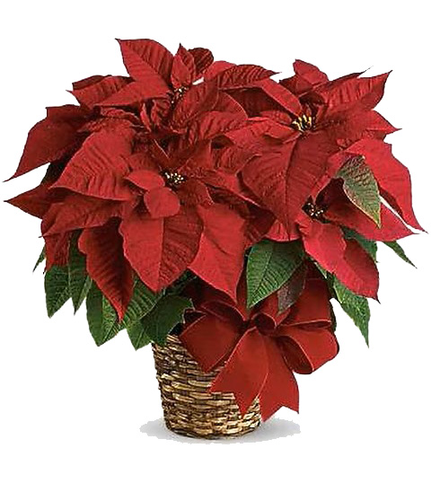 Large red decorative poinsettia in our Brantford and Paris flower shop for a flower delivery from the best flower shop.