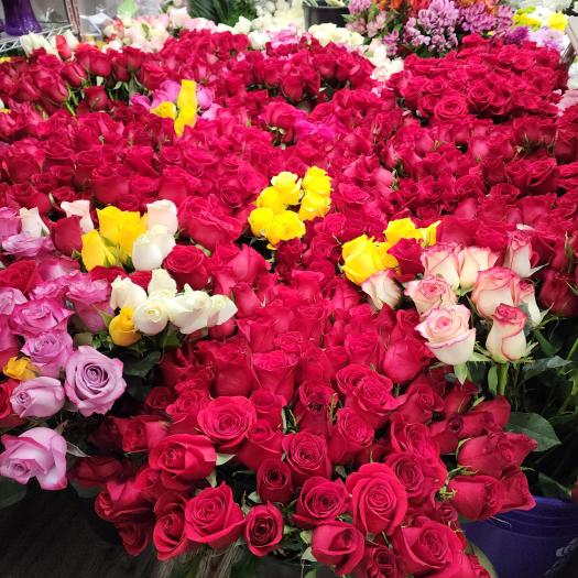 Large selection of fresh roses in red, pink, white, and yellow displayed in a florist cooler, prepared for Valentineโs Day flower delivery in Brantford and Paris, Ontario.