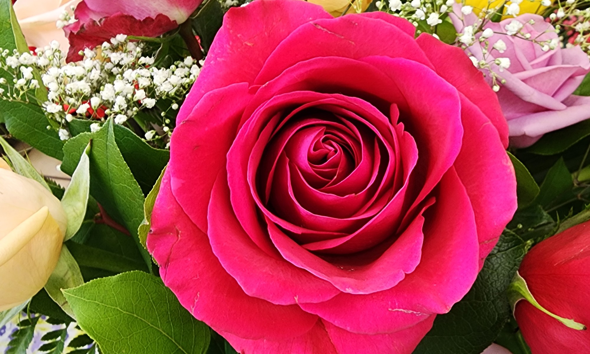 Hot pink rose from a flower bouquet for a Brantford and Paris flower delivery.