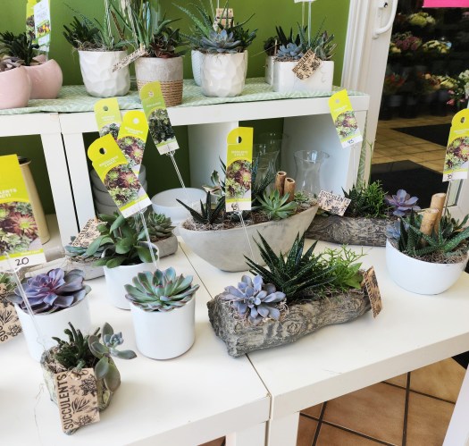 Father's Day succulent flowers for Brantford and Paris flower delivery.